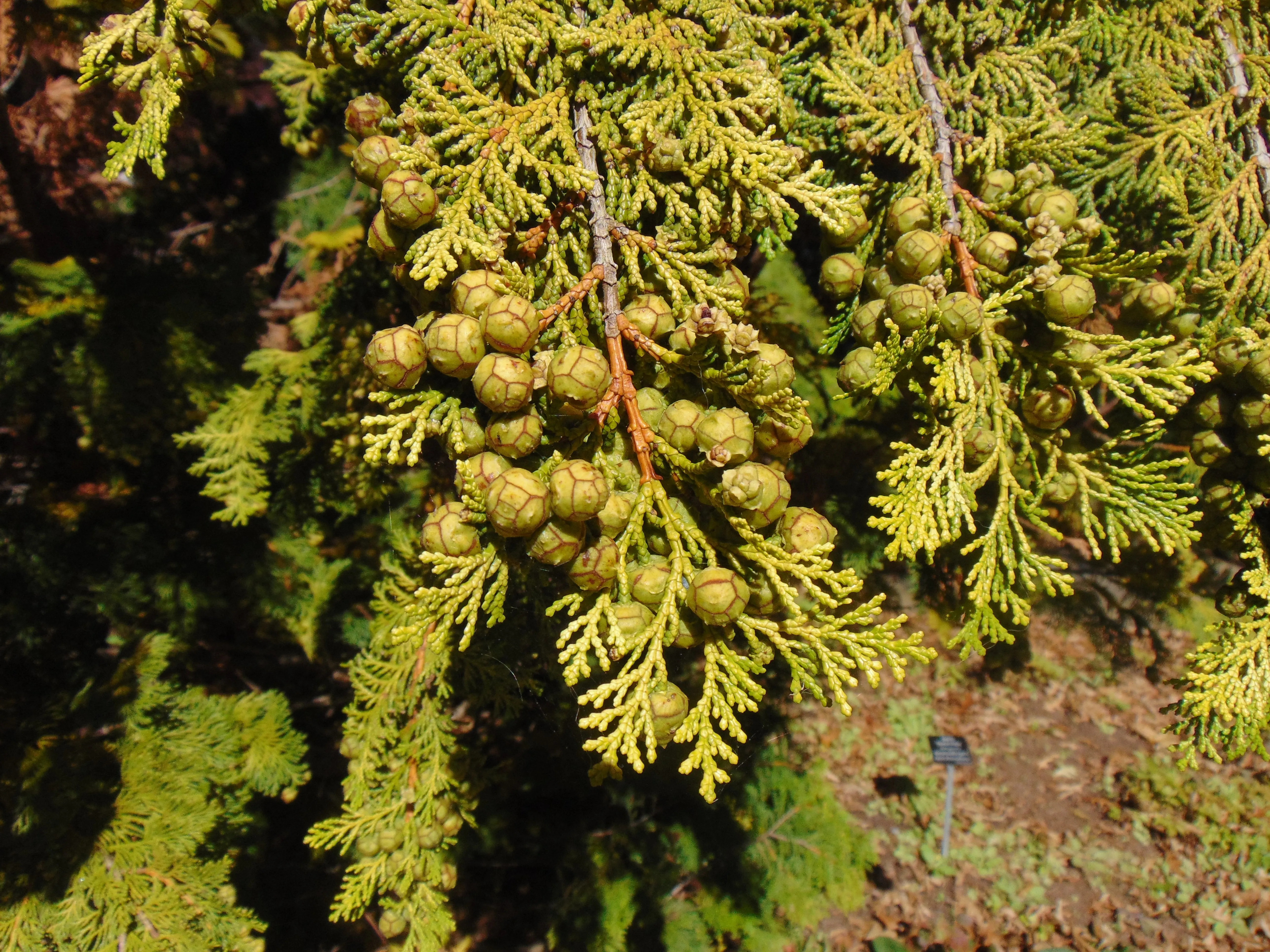 Hinoki Cypress Cones for Crafts 20 Cones Chamaecyparis  USA Company